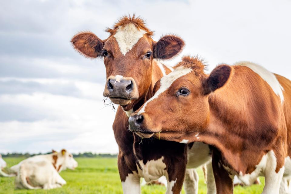 Nine states have confirmed cases of bird flu in dairy cows.