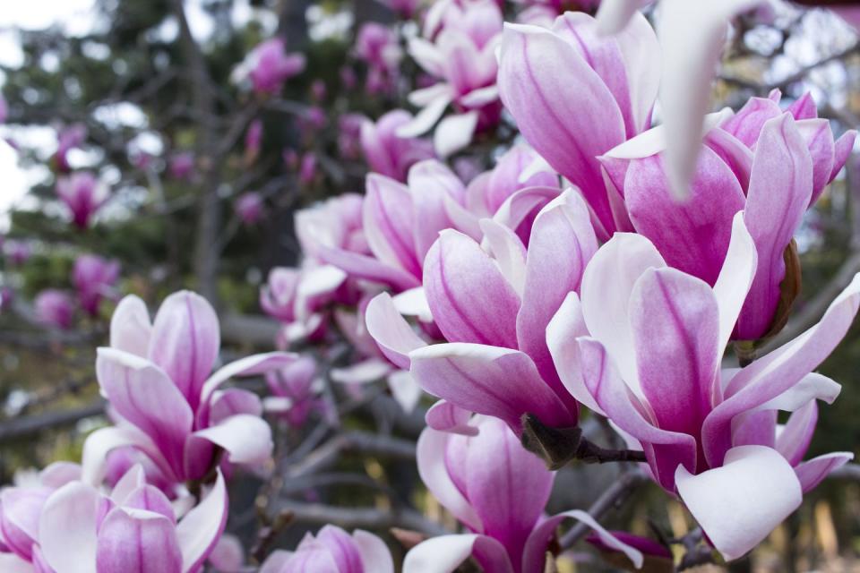 purple magnolia flowers