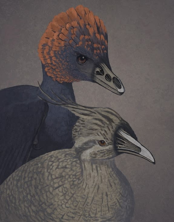 An artist rendition of the non-avian dinosaur Anchiornis (left) and a tinamou, a primitive modern bird (right), with snouts rendered transparent to show the premaxillary and palatine bones.