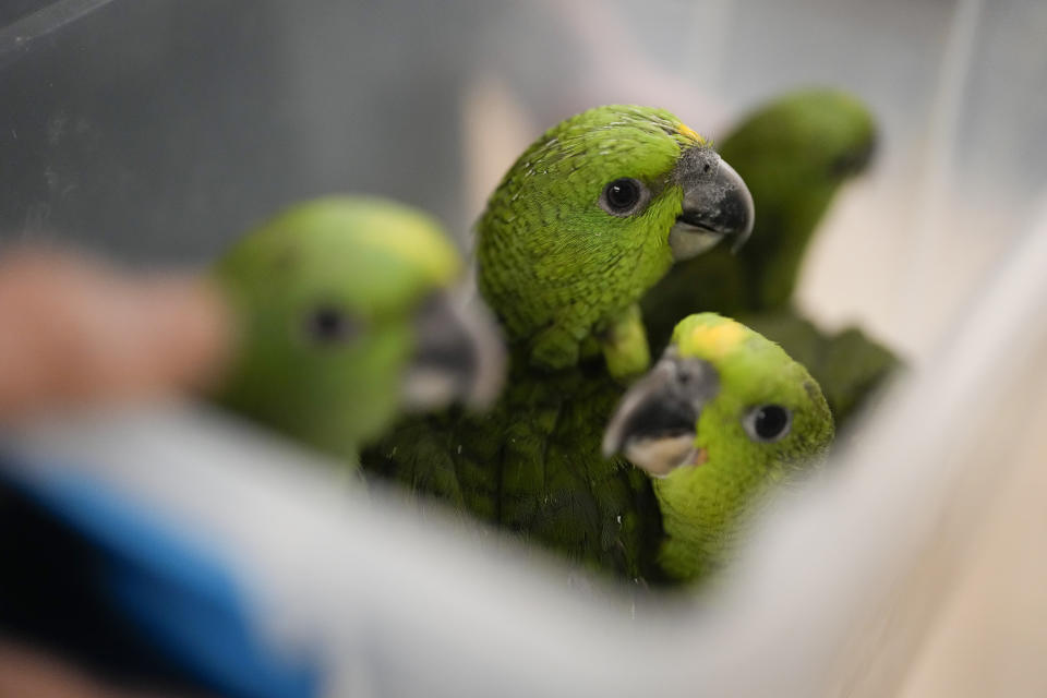 Young yellow-naped Amazon parrots are carried in a plastic tub at the Rare Species Conservatory Foundation in Loxahatchee, Fla., Friday, May 19, 2023. According to a criminal complaint, a smuggler was caught with 29 parrot eggs at Miami International Airport in late March when the eggs began hatching in his carry-on bag while in transit. The RSCF is raising the 24 surviving yellow-naped and red-lored parrots while looking for a long-term home for the birds. (AP Photo/Rebecca Blackwell)