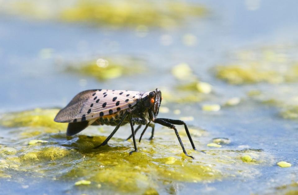 <div class="inline-image__caption"><p>A spotted lanternfly bug in Chester County, Pennsylvania.</p></div> <div class="inline-image__credit">Vicki Jauron, Babylon and Beyond Photography via Getty</div>