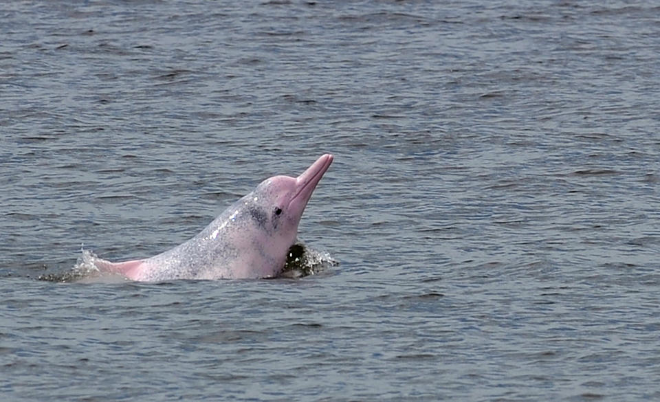 The Indo-Pacific humpbacked dolphins are mainly found in the tropical and temperate coastal waters of the western Pacific and eastern Indian oceans. This photo shows one of the dolphins in the waters around Lantau Island, Hong Kong. (DANIEL SORABJI/AFP via Getty Images)