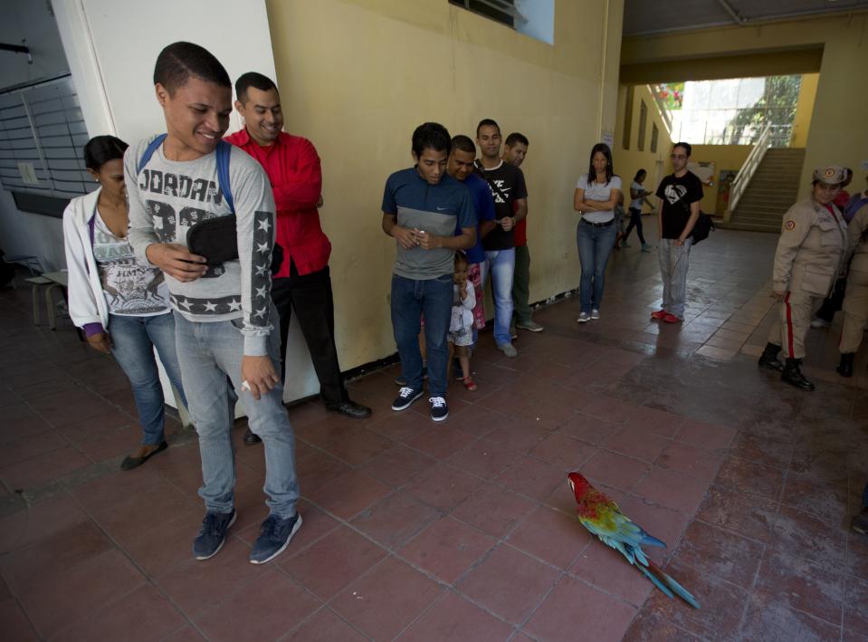 Voters look at a parrot walking around a school serving as a voting station during local elections in Caracas, Venezuela, Sunday, Dec. 9, 2018. The parrot is the school's mascot. Venezuelans head to the polls Sunday to elect local city councils amid widespread apathy driven by a crushing economic crisis and threats of expulsion by opposition groups for candidates who participate in what they consider an "electoral farce." (AP Photo/Fernando Llano)
