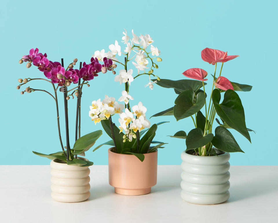 <a href="https://fave.co/35ss6tX" target="_blank" rel="noopener noreferrer">The Sill</a> delivers plants &mdash; either potted or not &mdash; with simple care instructions. Choose from plant categories that fit your lifestyle, like "<a href="https://fave.co/2Jbu74L" target="_blank" rel="noopener noreferrer">pet-friendly</a>," "<a href="https://fave.co/2vN2xHV" target="_blank" rel="noopener noreferrer">low-light tolerant</a>," "<a href="https://fave.co/3ajadAq" target="_blank" rel="noopener noreferrer">for beginners</a>" and even "<a href="https://fave.co/31UC9GP" target="_blank" rel="noopener noreferrer">faux plants</a>." The Sill recently also unveiled its first&nbsp;<a href="https://fave.co/2WN0U7U" target="_blank" rel="noopener noreferrer">blooming-plants collection</a>, featuring <a href="https://fave.co/2xj6KU2" target="_blank" rel="noopener noreferrer">orchids</a> and <a href="https://fave.co/2WN0U7U" target="_blank" rel="noopener noreferrer">anthuriums</a>.<br /><br /><a href="https://fave.co/35ss6tX" target="_blank" rel="noopener noreferrer">Check out plants at The Sill</a>.