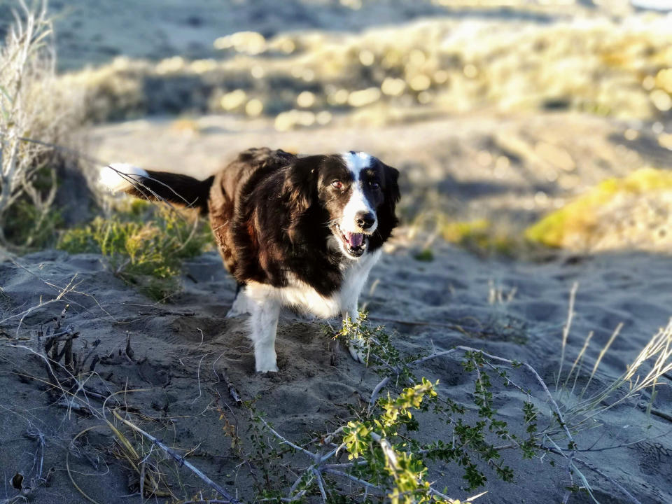 The study participants included 37 border collies.
 (Kubinyi)