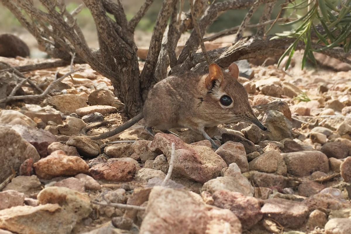 Tiny Elephant Shrew Species Rediscovered in Africa After Disappearing