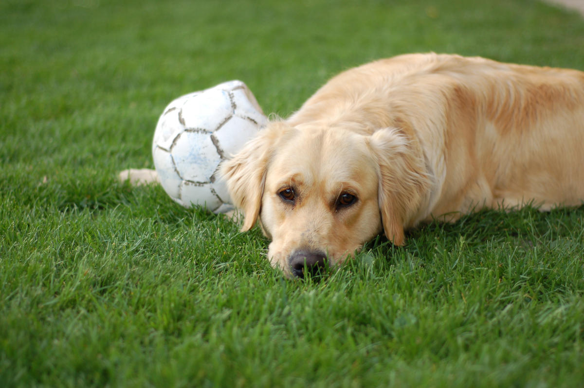 Perro invade amistoso femenino Chile-Venezuela