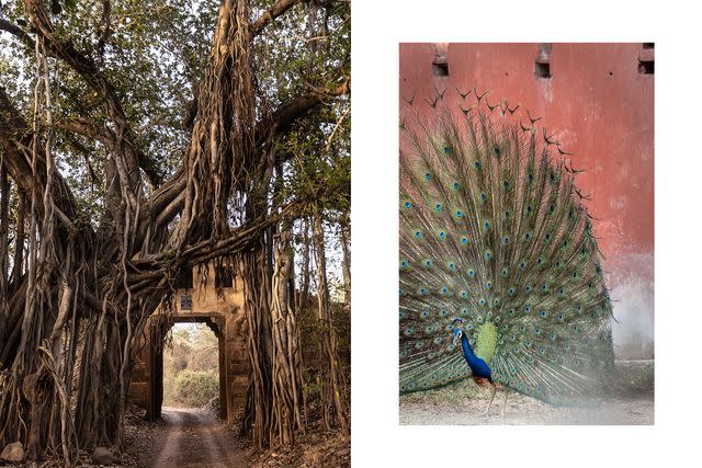 <p>Aparna Jayakumar</p> From left: Ranthambore's 14th-century fortress gate, home to a banyan tree said to be hundreds of years old; a peacock—India's national bird—displays its tail feathers in Ranthambore.