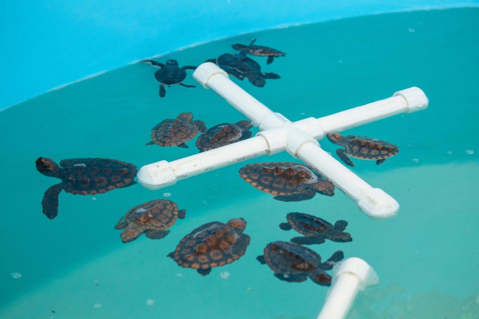 Baby washback turtles are being cared for at the Brevard Zoo.