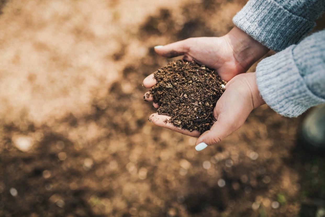 Hands Holding Garden Soil