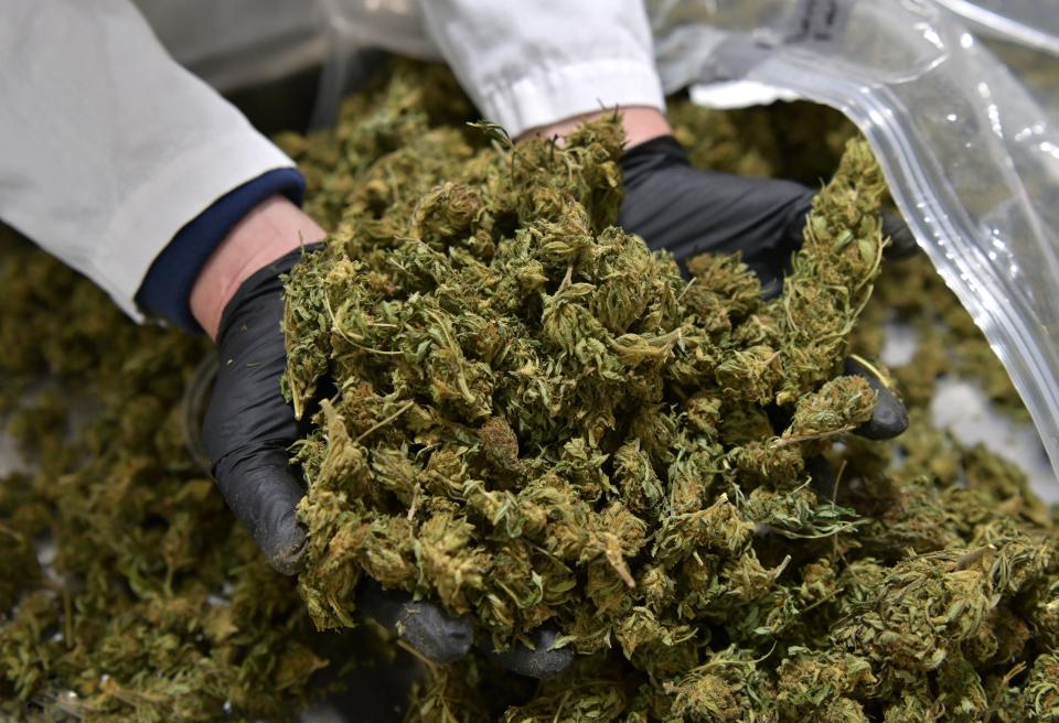 View of hemp flowers at Empire Standard, a hemp extract processing and distribution plant, on April 13, 2021 in Binghamton, New York. (Photo by ANGELA WEISS/AFP via Getty Images)