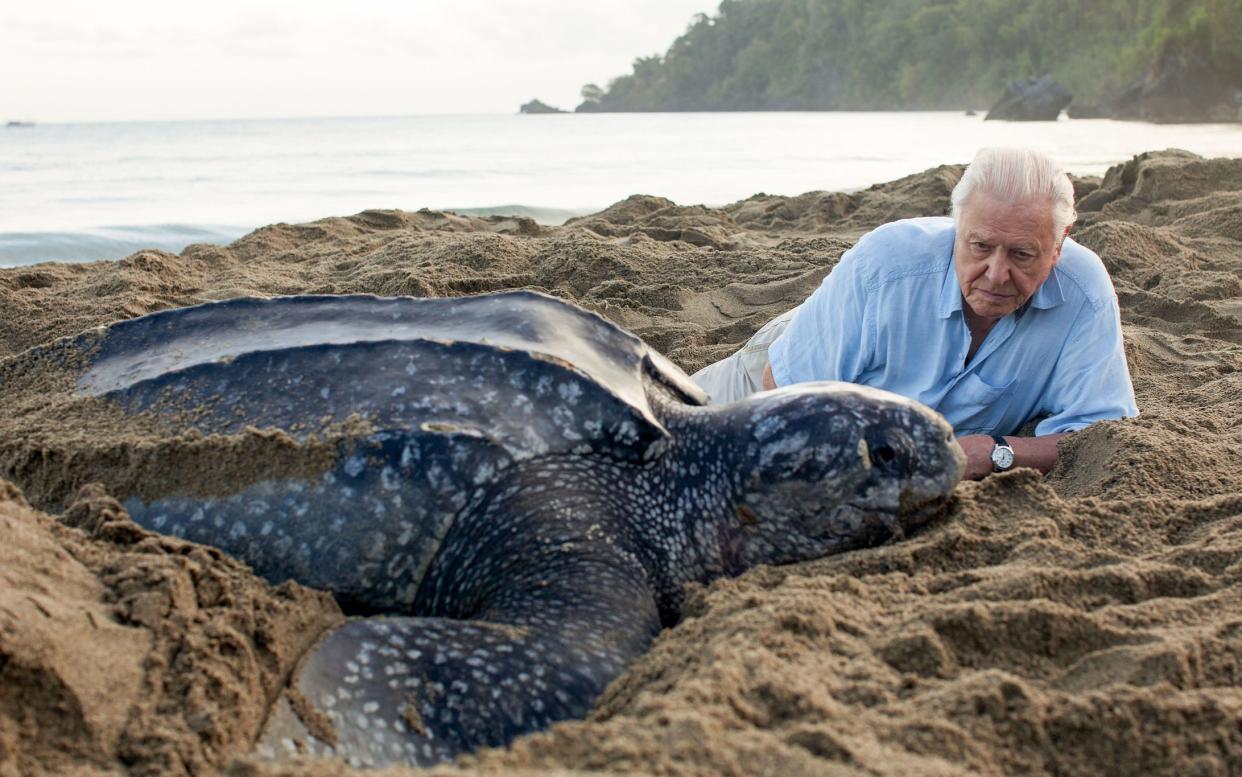 Sir David Attenborough in the final episode of Blue Planet II - WARNING: Use of this copyright image is subject to the terms of use of BBC Pictures' Digital Picture