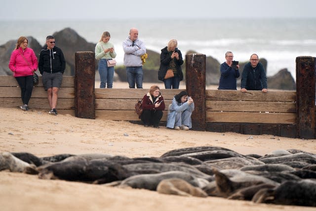 Seals at Horsey Gap