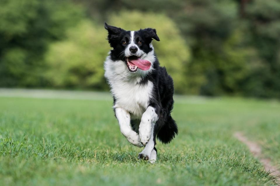 border collie