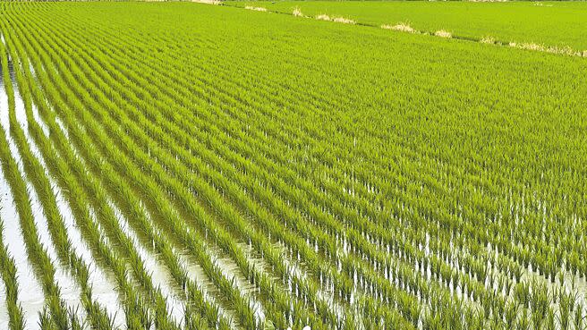 根據農業部統計，稻米種植面積逐年下滑，不過稻米自給率仍高達100％，庫存也供應無虞。（張毓翎攝）