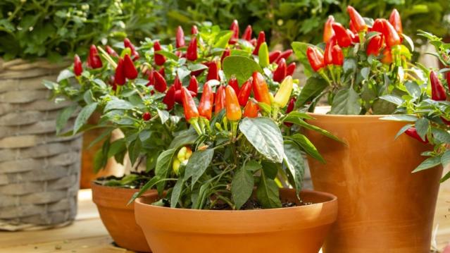 Ornamental Pepper Chilly Chili F1