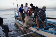 Un caballo herido es rescatado en un bote por residentes de la isla de Talisay, cerca del volcán en erupción Taal, en Filipinas