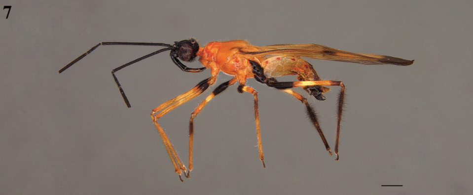 El insecto tiene un plato en el cuerpo, y manchas simétricas también naranjas a los lados. 