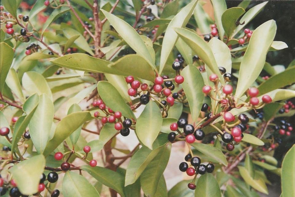 Commercial nurseries are prohibited from growing and selling shoe button ardisia.