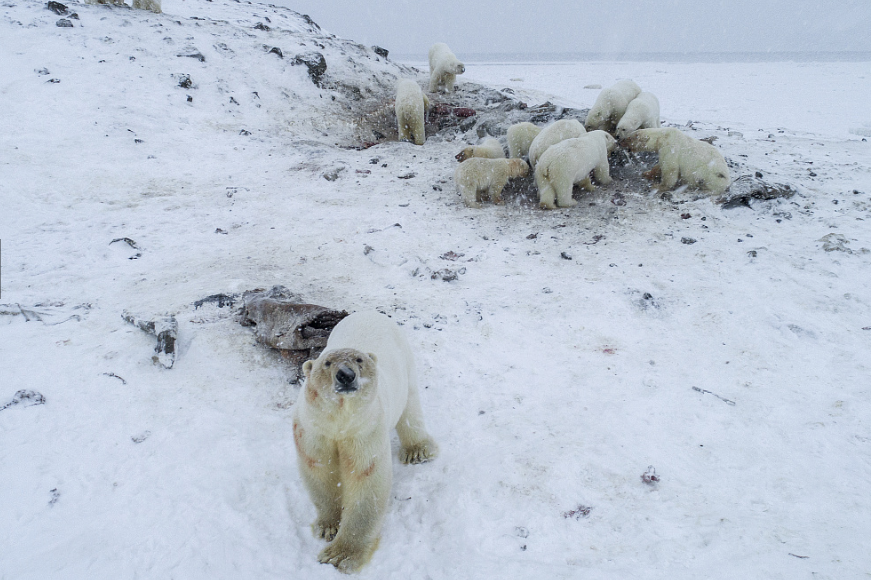 More than 50 polar bears descended on the village in search of food: Maxim Dyominov / WWF-Russia