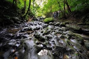 貓空深坑散步 賞花建行嚐香草料理