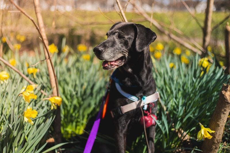 Consider these adoptable dogs and cats at the Kentucky Humane Society.