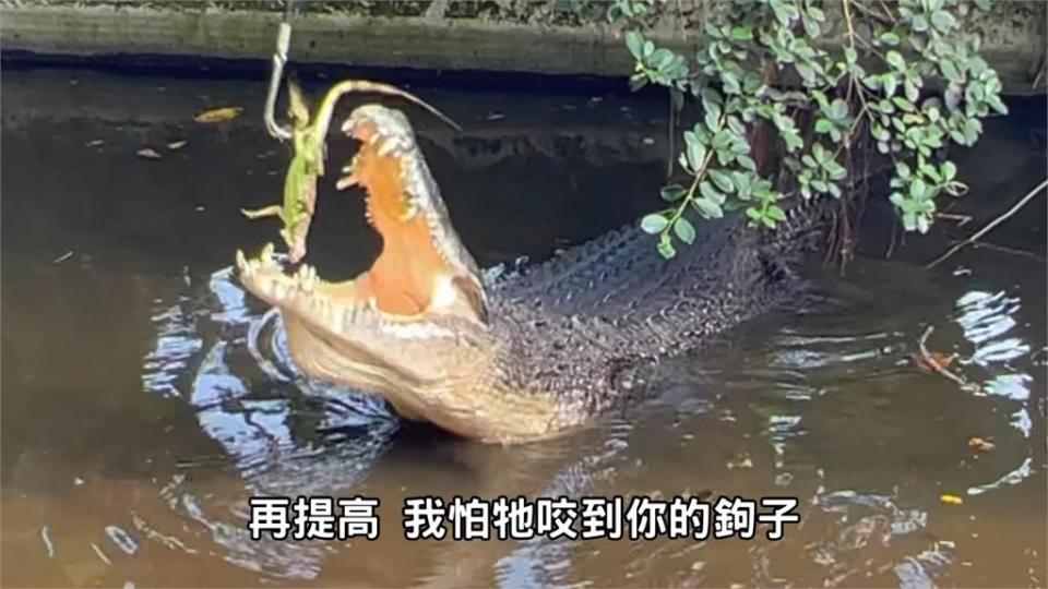 勾起你心中的「鱷」！全台最巨鱷魚大啖綠鬣蜥　達人籲：未成年慎入