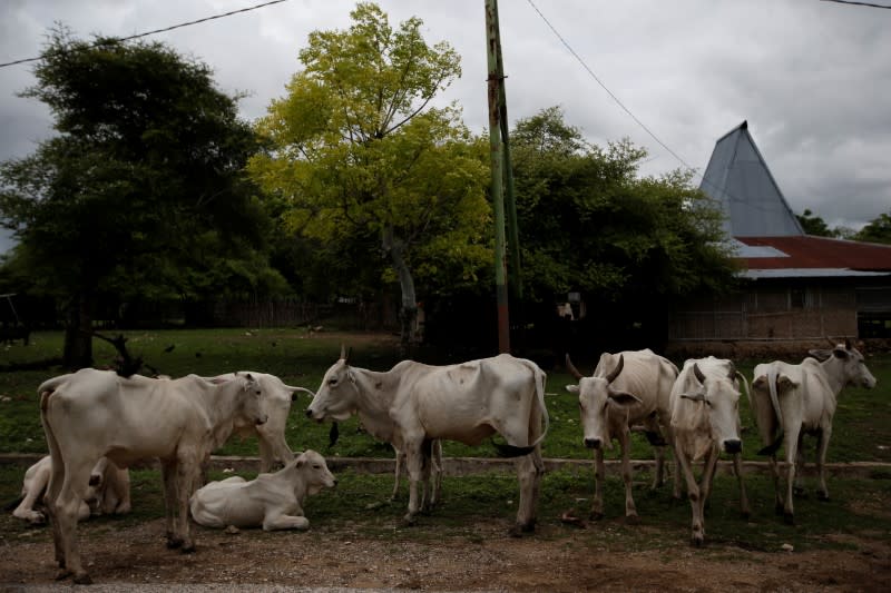 The Wider Image: As crops fail, Indonesia's Sumba seeks lifeline in weaving, fishing