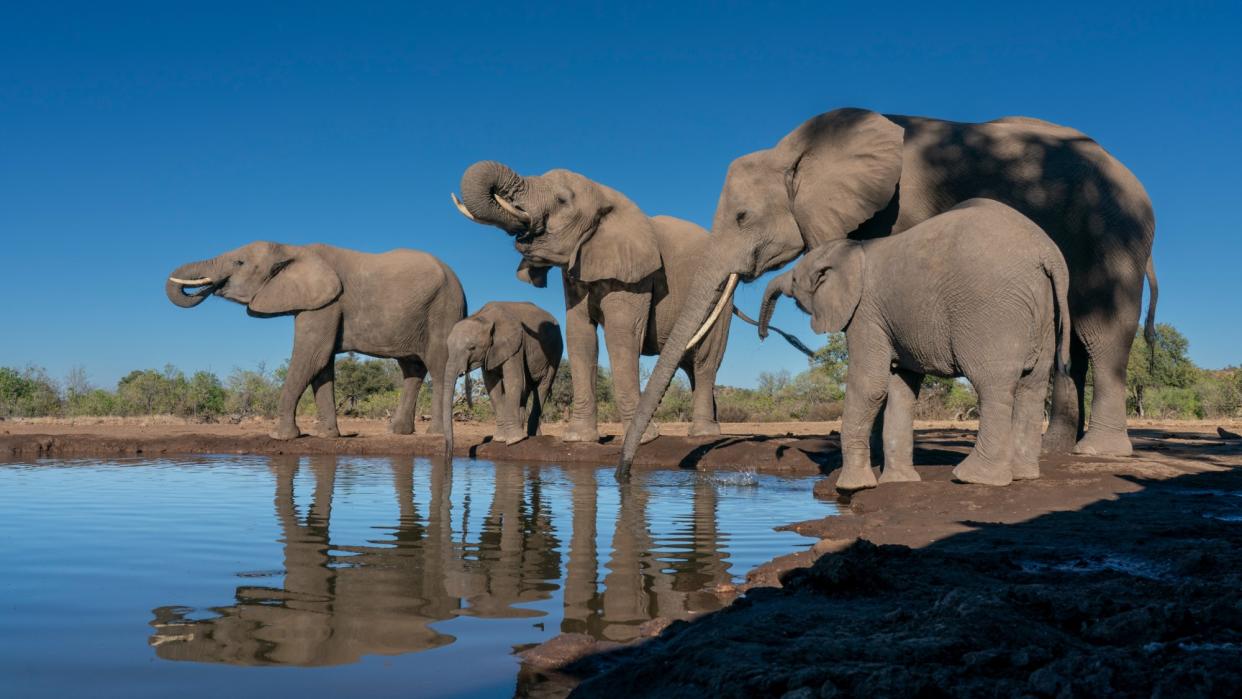  Elephants graze on a reserve in Botswana. 