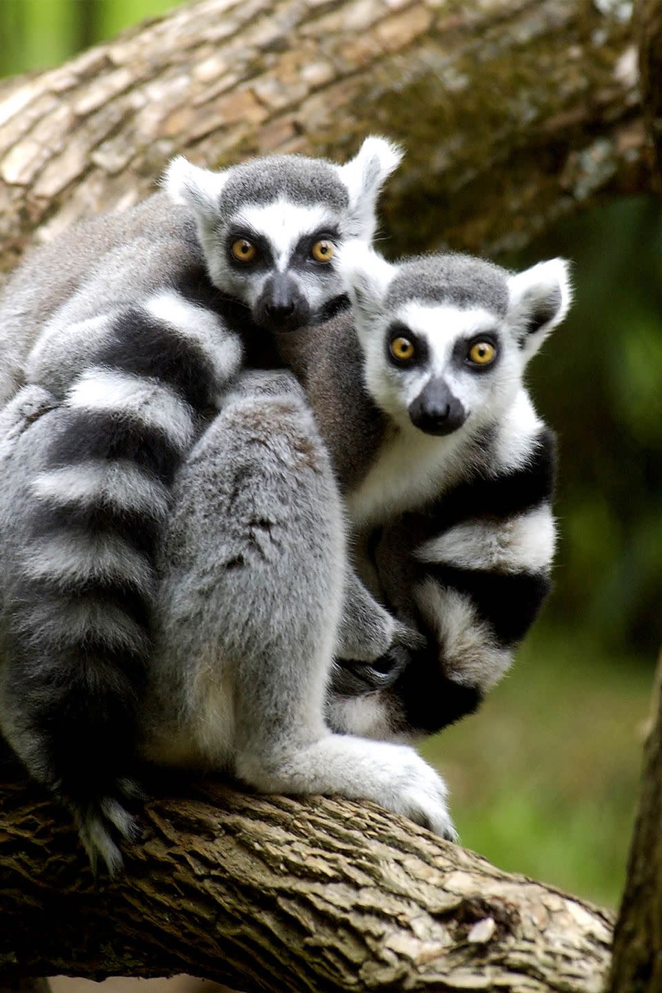 19. Ringtail lemurs out-stink each other.