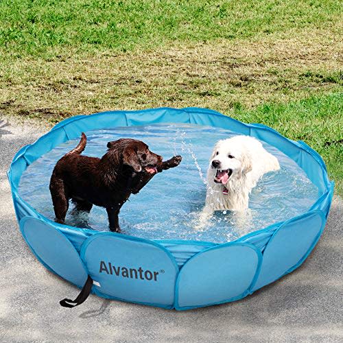 8) Pet Swimming Pool Dog