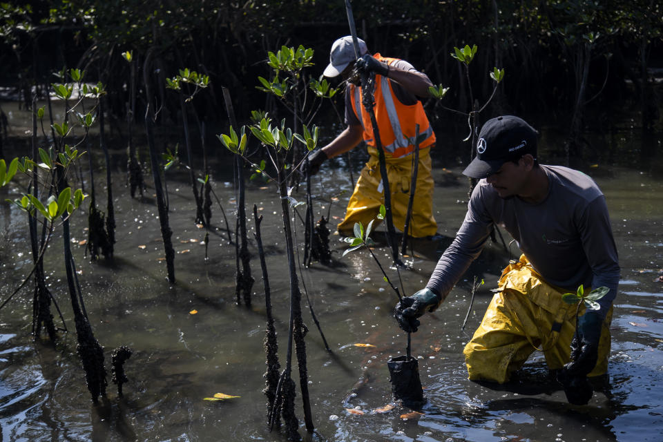 Trabajadores colocan plántulas en un bosque de manglar recuperado, que alguna vez fue parte de un vertedero de basura en Duque de Caxias, Brasil, el martes 25 de julio de 2023. (AP Foto/Bruna Prado)