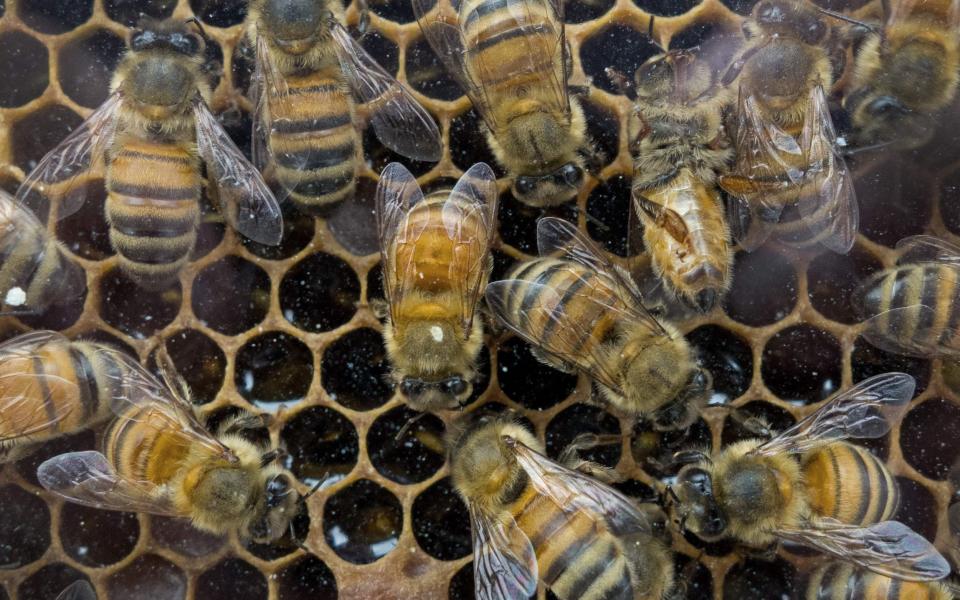 Urban rooftop and suburban garden bees produced 27.5 lbs of honey per hive this year on average - AFP