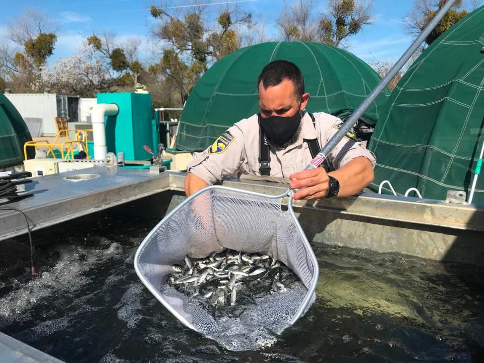 California Department of Fish and Wildlife environmental scientist Mike Grill transfers juvenile salmon into an oxygenated truck to prepare for release on the San Joaquin River March 2, 2021.