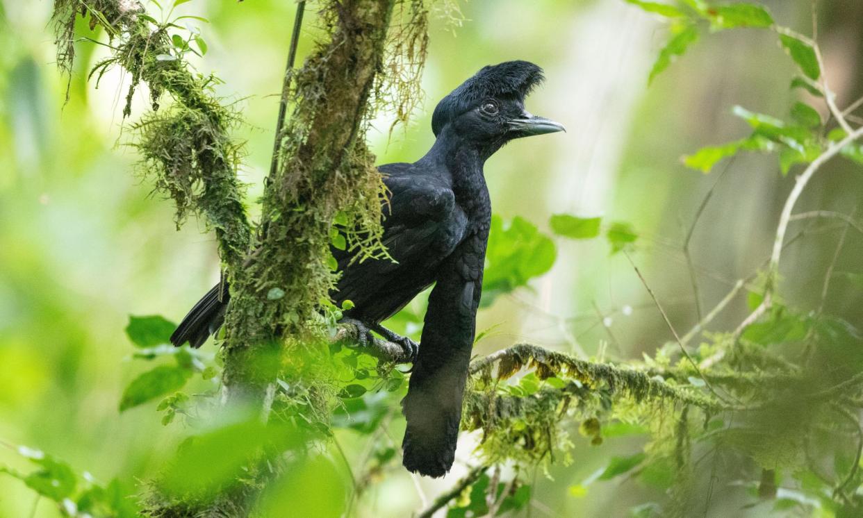 <span>The long-wattled umbrellabird (<em>Cephalopterus penduliger</em>). </span><span>Photograph: Nature Picture Library/Alamy</span>