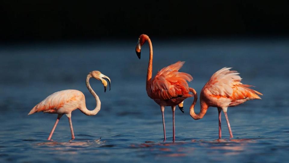 Los flamencos se alimentan y se acicalan en el Parque Estatal Estero Bay Preserve en Estero, Florida, el lunes 4 de septiembre de 2023. (Crédito: Andrew West/The News-Press/USA Today)