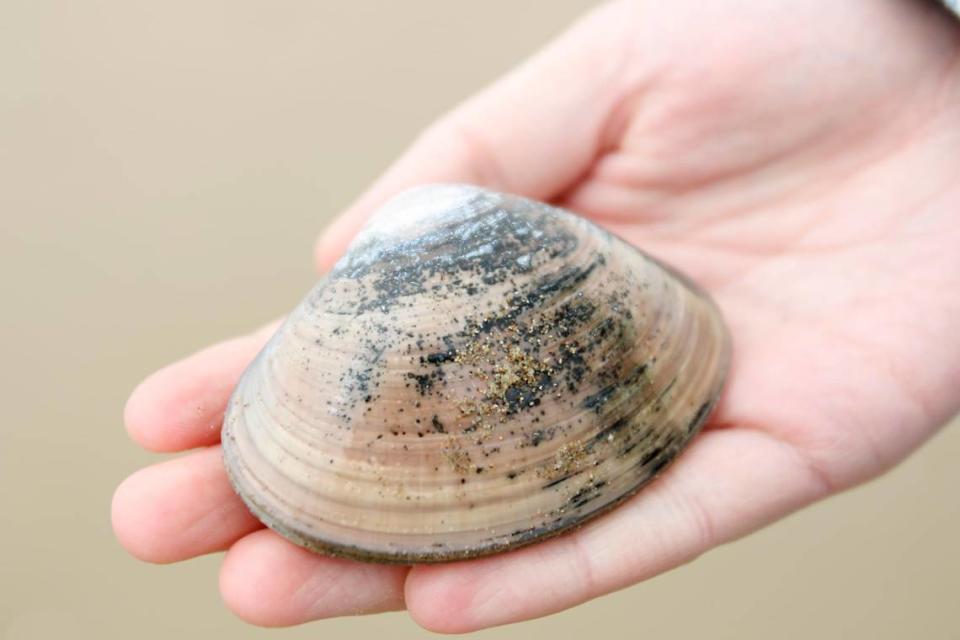 Hundreds of Pismo clams are surfacing on SLO County beaches. Dozens of seagulls were seen north of Pismo Beach Pier and at Oceano Dunes SVRA having a feast on the shellfish on Friday, Sept. 8, 2023.