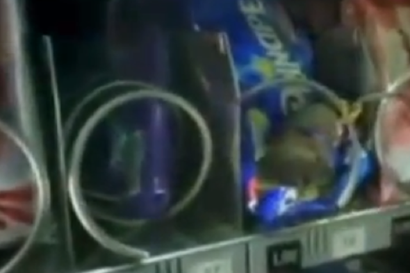 Mouse spotted in train station vending machine