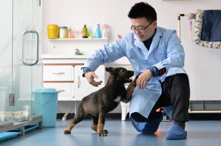 Chinese scientists clone 'Sherlock Holmes' of police dogs in bid to cut training times
