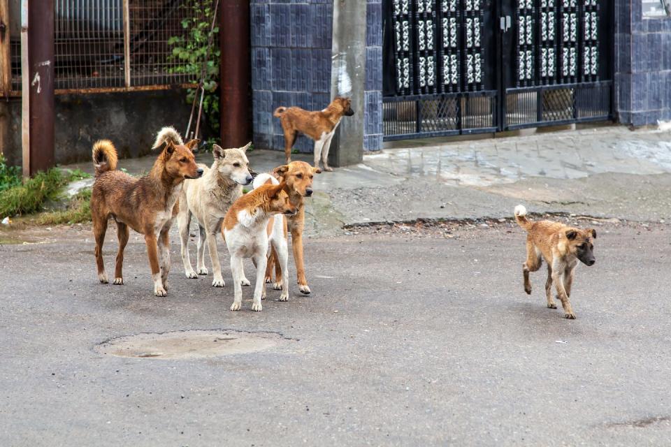 Many dogs live independently around people, like these dogs seen on the street in India. Shutterstock