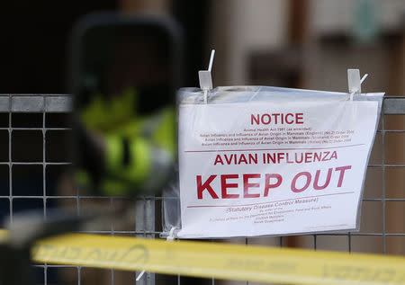 Police tape and warning signs are seen outside a duck farm in Nafferton, northern England November 17, 2014. REUTERS/Phil Noble