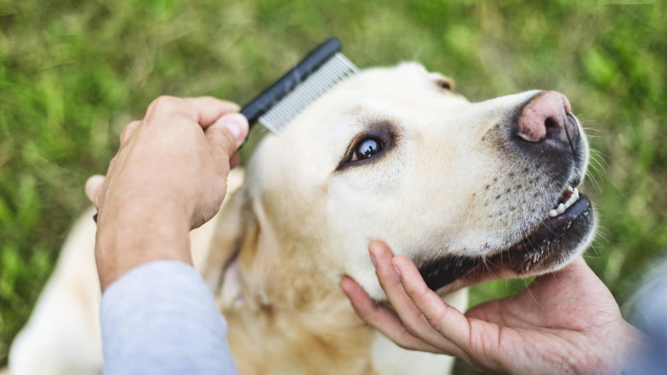 Labrador being brushed