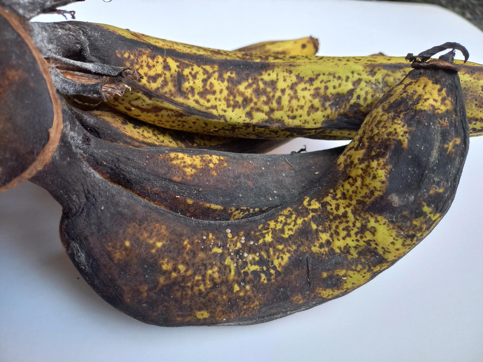 Close up of rotten bananas