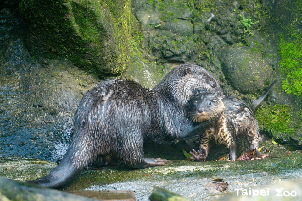 小爪水獺蜜香叼仔。   圖：翻攝自台北市立動物園官網