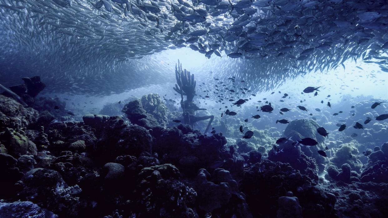  Underwater photo from the Caribbean sea showing a coral reef with a school of fish above it. 