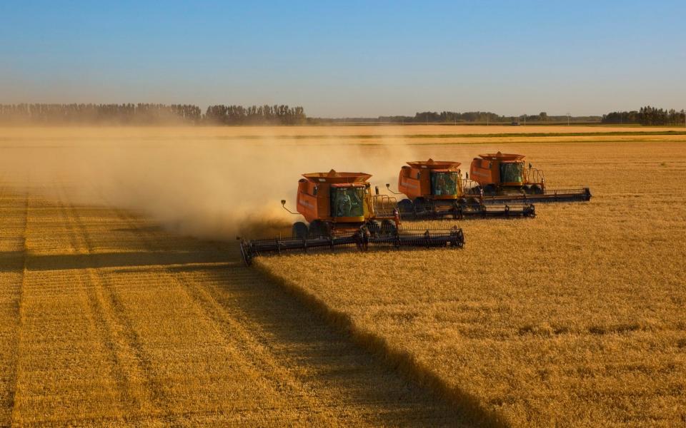 Three combines, guided by GPS technology, harvest wheat in close formation - Andy Sacks