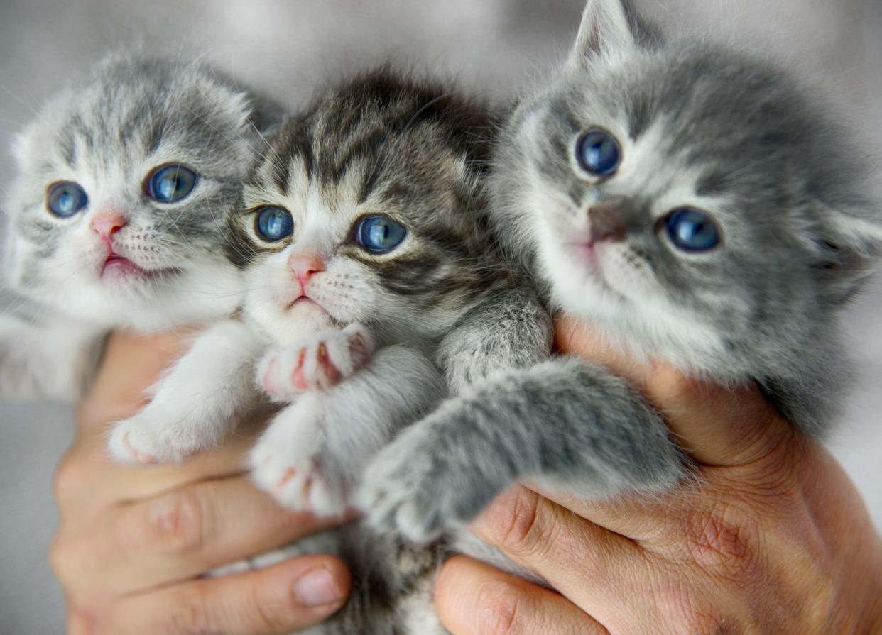 Hands holding three little cats