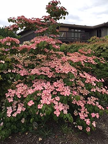 Pink Kousa Japanese Dogwood - Spring Flowering Tree - Live Plant Shipped 3 Feet Tall by DAS Farms (No California)