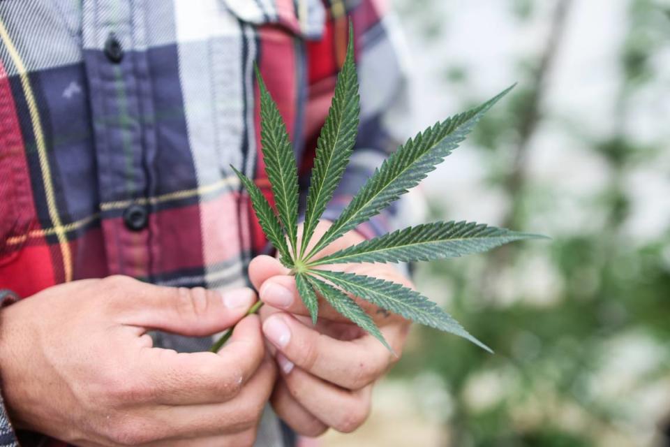 “It’s for the tribe,” Qualla Enterprises production manager James Bradley said in March as he held a marijuana leaf. Bradley planted the first cannabis seed for Qualla Enterprises, the Eastern Band of Cherokee Indians’ for-profit marijuana subsidiary, on July 9, 2022, in a seven-gallon pot. The plant grew in the glass greenhouse on the property.