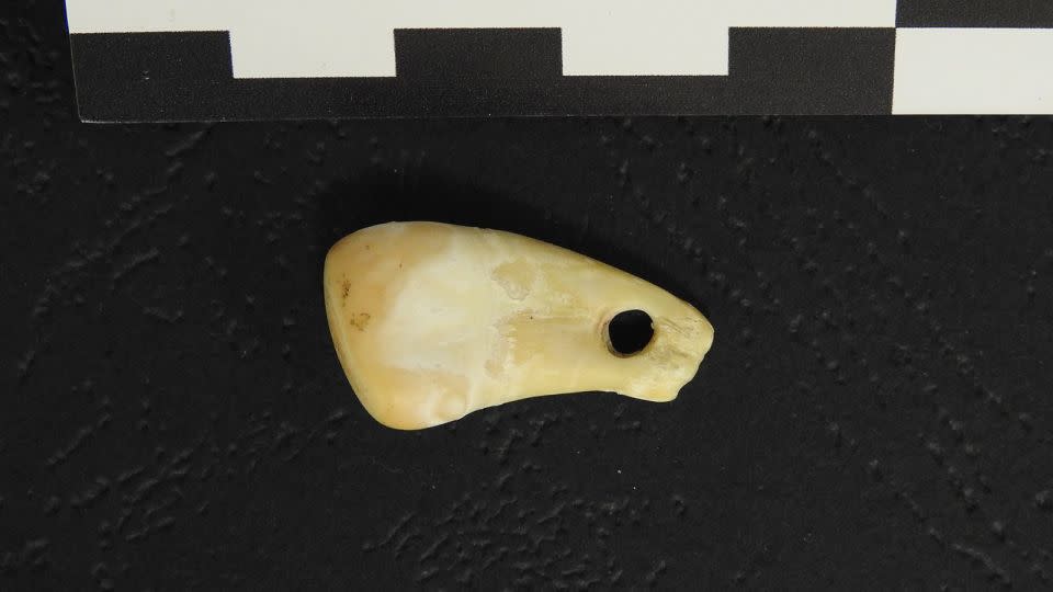 The deer tooth pendant contained DNA left by the wearer.  - Max Planck Institute for Evolutionary Anthropology